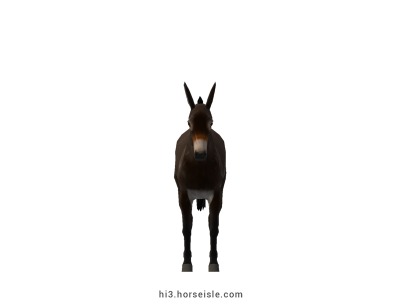 Catalan Donkey Brown Black Coat (front view)